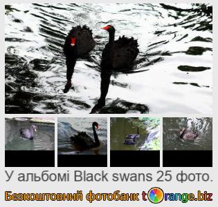 Фотобанк tOrange пропонує безкоштовні фото з розділу:  чорні-лебеді