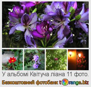 Фотобанк tOrange пропонує безкоштовні фото з розділу:  квітуча-ліана