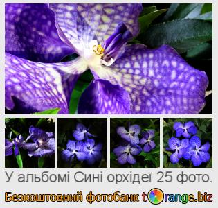 Фотобанк tOrange пропонує безкоштовні фото з розділу:  сині-орхідеї