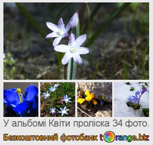 Фотобанк tOrange пропонує безкоштовні фото з розділу:  квіти-проліска