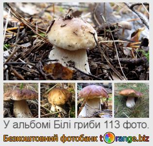 Фотобанк tOrange пропонує безкоштовні фото з розділу:  білі-гриби