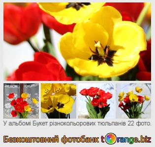 Фотобанк tOrange пропонує безкоштовні фото з розділу:  букет-різнокольорових-тюльпанів