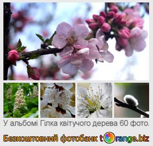 Фотобанк tOrange пропонує безкоштовні фото з розділу:  гілка-квітучого-дерева