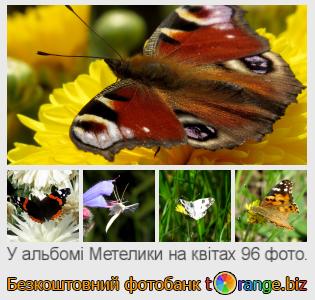 Фотобанк tOrange пропонує безкоштовні фото з розділу:  метелики-на-квітах