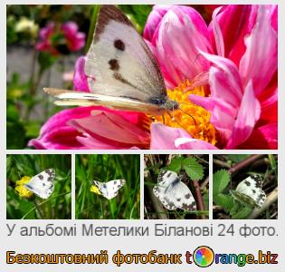 Фотобанк tOrange пропонує безкоштовні фото з розділу:  метелики-біланові