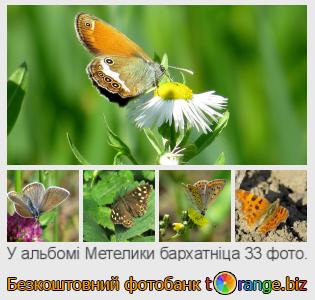 Фотобанк tOrange пропонує безкоштовні фото з розділу:  метелики-бархатніца
