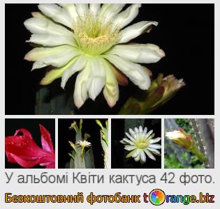 Фотобанк tOrange пропонує безкоштовні фото з розділу:  квіти-кактуса