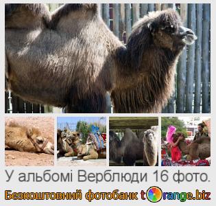 Фотобанк tOrange пропонує безкоштовні фото з розділу:  верблюди