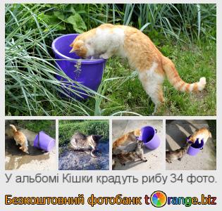 Фотобанк tOrange пропонує безкоштовні фото з розділу:  кішки-крадуть-рибу