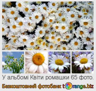 Фотобанк tOrange пропонує безкоштовні фото з розділу:  квіти-ромашки