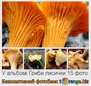 Фотобанк tOrange пропонує безкоштовні фото з розділу:  гриби-лисички