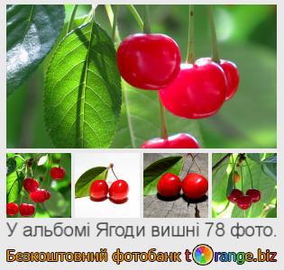 Фотобанк tOrange пропонує безкоштовні фото з розділу:  ягоди-вишні