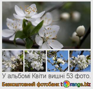 Фотобанк tOrange пропонує безкоштовні фото з розділу:  квіти-вишні