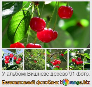 Фотобанк tOrange пропонує безкоштовні фото з розділу:  вишневе-дерево