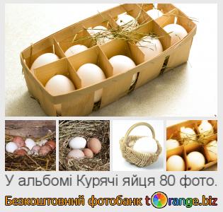 Фотобанк tOrange пропонує безкоштовні фото з розділу:  курячі-яйця