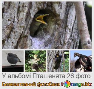 Фотобанк tOrange пропонує безкоштовні фото з розділу:  пташенята