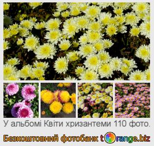 Фотобанк tOrange пропонує безкоштовні фото з розділу:  квіти-хризантеми