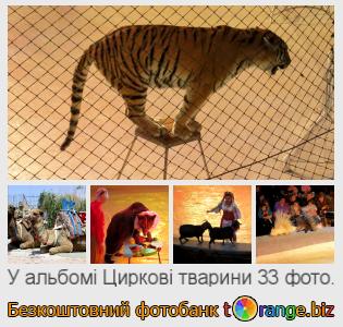 Фотобанк tOrange пропонує безкоштовні фото з розділу:  циркові-тварини