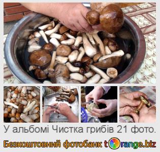 Фотобанк tOrange пропонує безкоштовні фото з розділу:  чистка-грибів