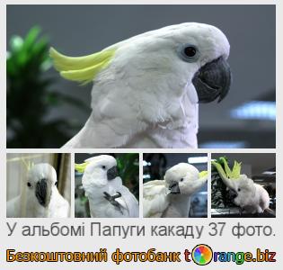 Фотобанк tOrange пропонує безкоштовні фото з розділу:  папуги-какаду