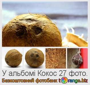 Фотобанк tOrange пропонує безкоштовні фото з розділу:  кокос