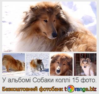 Фотобанк tOrange пропонує безкоштовні фото з розділу:  собаки-коллі