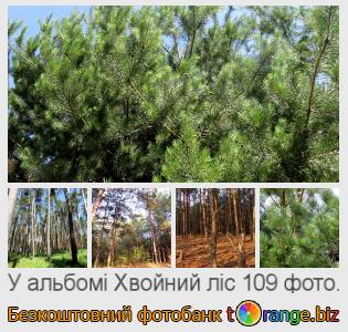 Фотобанк tOrange пропонує безкоштовні фото з розділу:  хвойний-ліс