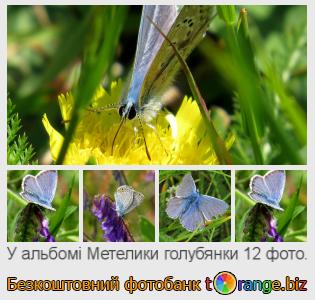 Фотобанк tOrange пропонує безкоштовні фото з розділу:  метелики-голубянки