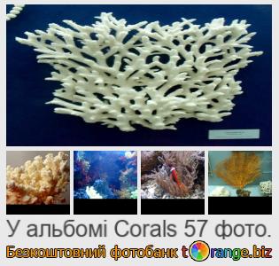 Фотобанк tOrange пропонує безкоштовні фото з розділу:  корали