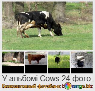 Фотобанк tOrange пропонує безкоштовні фото з розділу:  корови