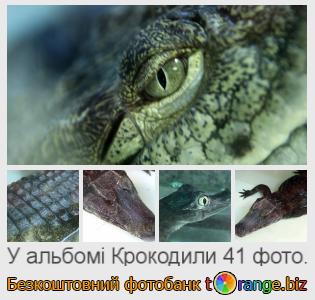 Фотобанк tOrange пропонує безкоштовні фото з розділу:  крокодили