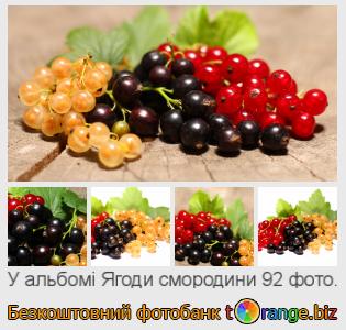 Фотобанк tOrange пропонує безкоштовні фото з розділу:  ягоди-смородини