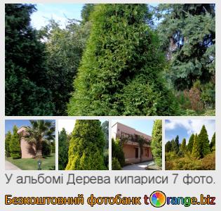Фотобанк tOrange пропонує безкоштовні фото з розділу:  дерева-кипариси