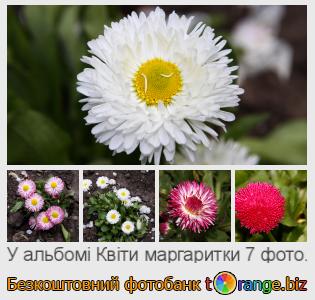 Фотобанк tOrange пропонує безкоштовні фото з розділу:  квіти-маргаритки