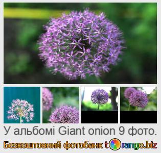 Фотобанк tOrange пропонує безкоштовні фото з розділу:  гігантська-цибуля-квітка