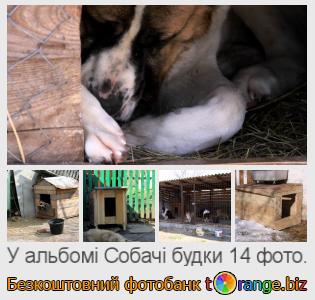 Фотобанк tOrange пропонує безкоштовні фото з розділу:  собачі-будки
