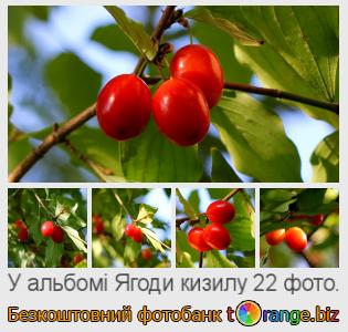 Фотобанк tOrange пропонує безкоштовні фото з розділу:  ягоди-кизилу