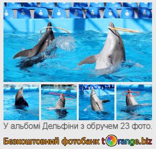 Фотобанк tOrange пропонує безкоштовні фото з розділу:  дельфіни-з-обручем