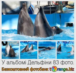 Фотобанк tOrange пропонує безкоштовні фото з розділу:  дельфіни