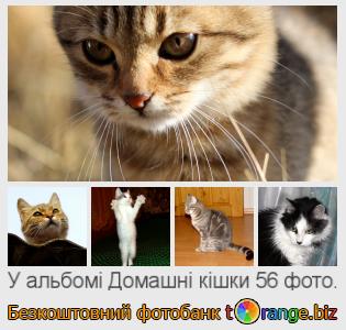 Фотобанк tOrange пропонує безкоштовні фото з розділу:  домашні-кішки