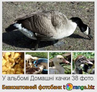 Фотобанк tOrange пропонує безкоштовні фото з розділу:  домашні-качки