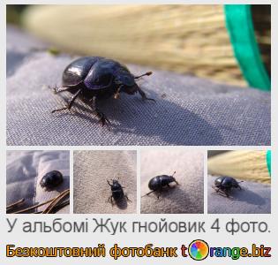 Фотобанк tOrange пропонує безкоштовні фото з розділу:  жук-гнойовик