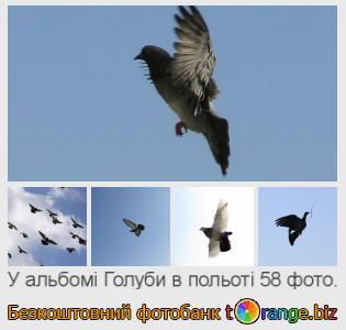 Фотобанк tOrange пропонує безкоштовні фото з розділу:  голуби-в-польоті