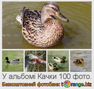 Фотобанк tOrange пропонує безкоштовні фото з розділу:  качки