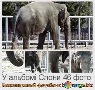 Фотобанк tOrange пропонує безкоштовні фото з розділу:  слони