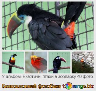 Фотобанк tOrange пропонує безкоштовні фото з розділу:  екзотичні-птахи-в-зоопарку