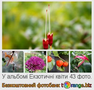 Фотобанк tOrange пропонує безкоштовні фото з розділу:  екзотичні-квіти