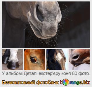 Фотобанк tOrange пропонує безкоштовні фото з розділу:  деталі-екстерєру-коня