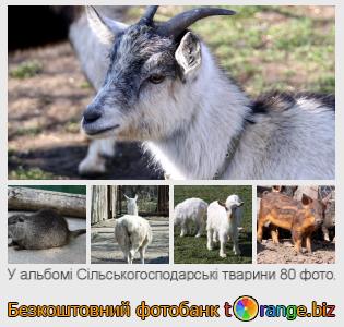 Фотобанк tOrange пропонує безкоштовні фото з розділу:  сільськогосподарські-тварини