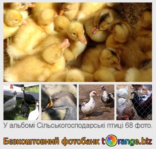 Фотобанк tOrange пропонує безкоштовні фото з розділу:  сільськогосподарські-птиці